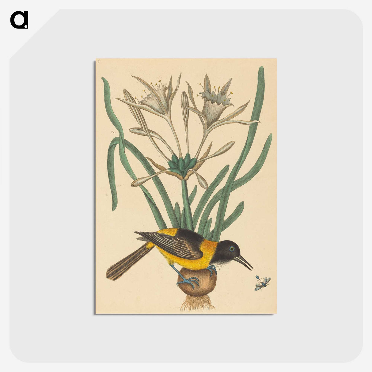 2-14_Mark-Catesby_postcard