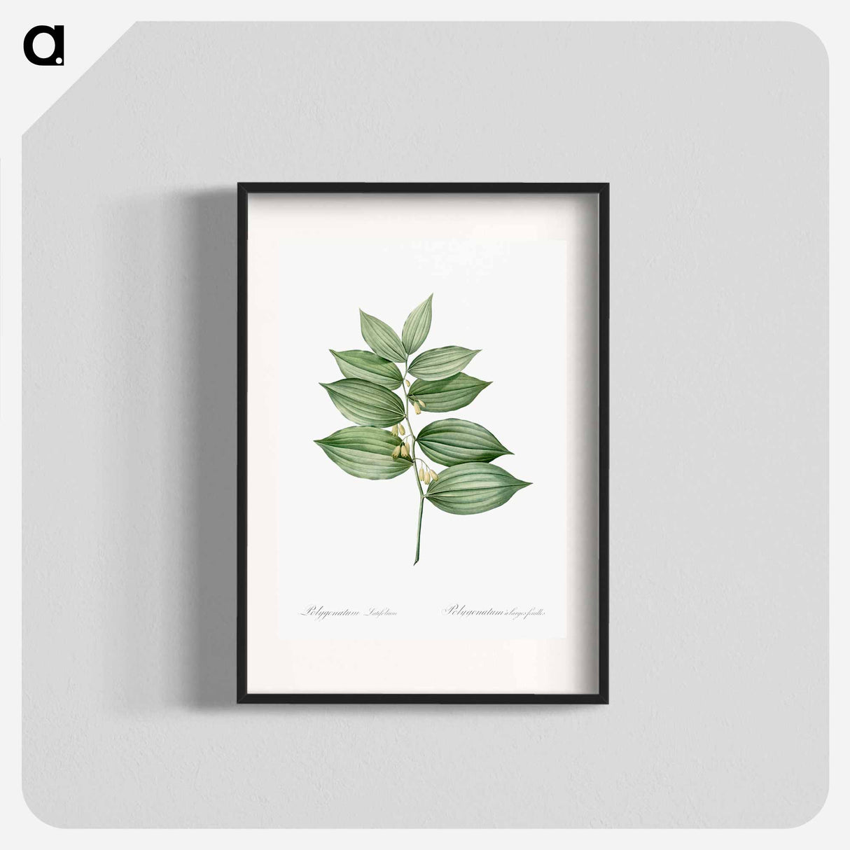 King Solomon's seal - Pierre Joseph Redouté Poster.