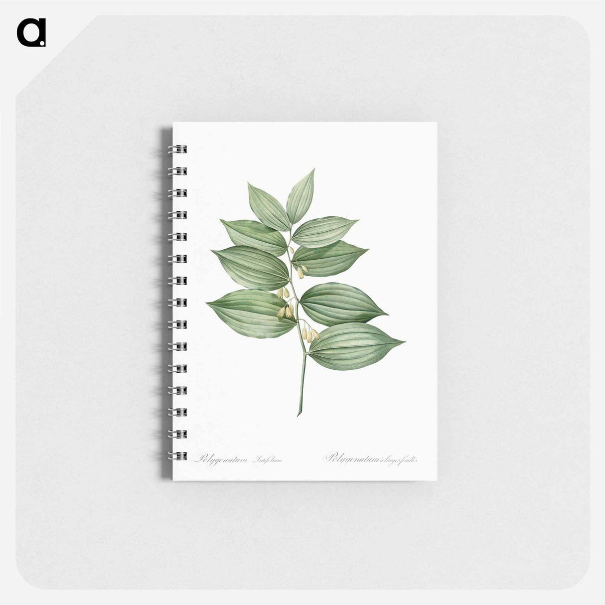 King Solomon's seal - ピエール ジョゼフ ルドゥーテ Memo.