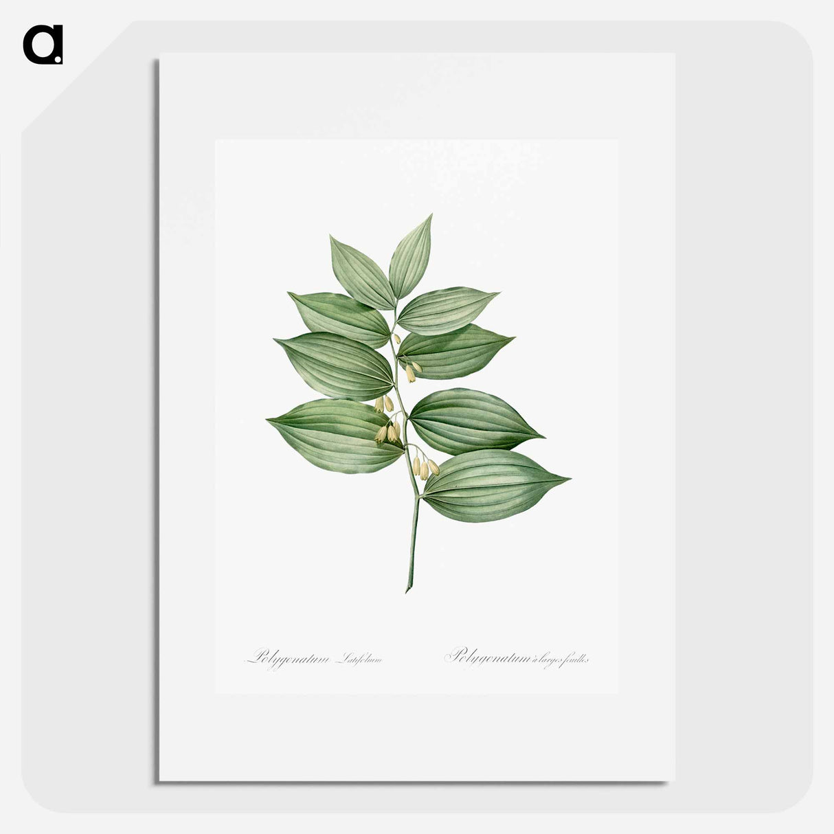 King Solomon's seal - Pierre Joseph Redouté Poster.