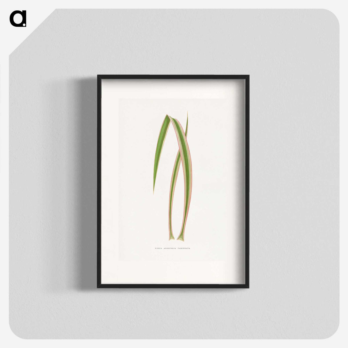 2-14_Plants-with-Colored-Foliage_blk