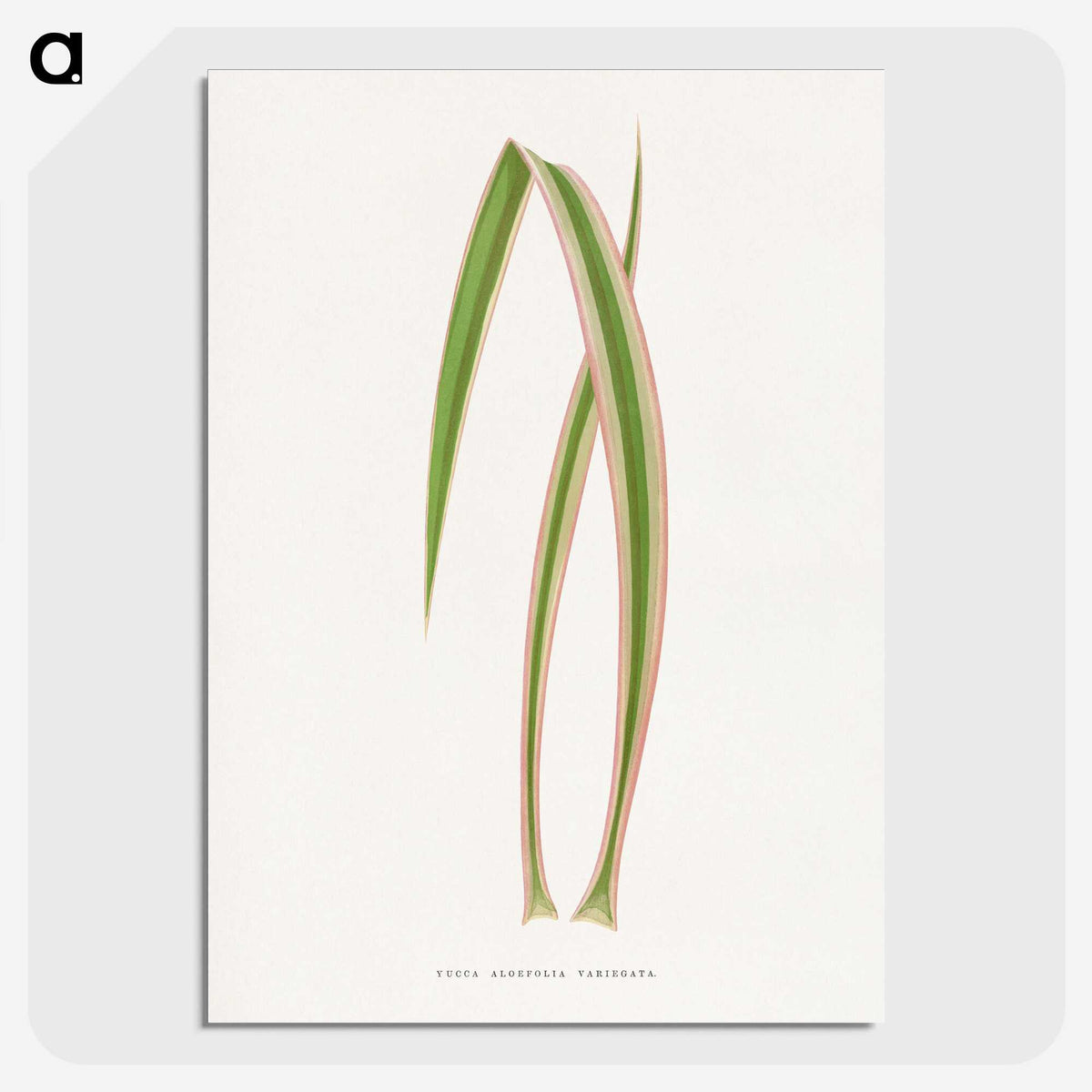 2-14_Plants-with-Colored-Foliage_picture-crop