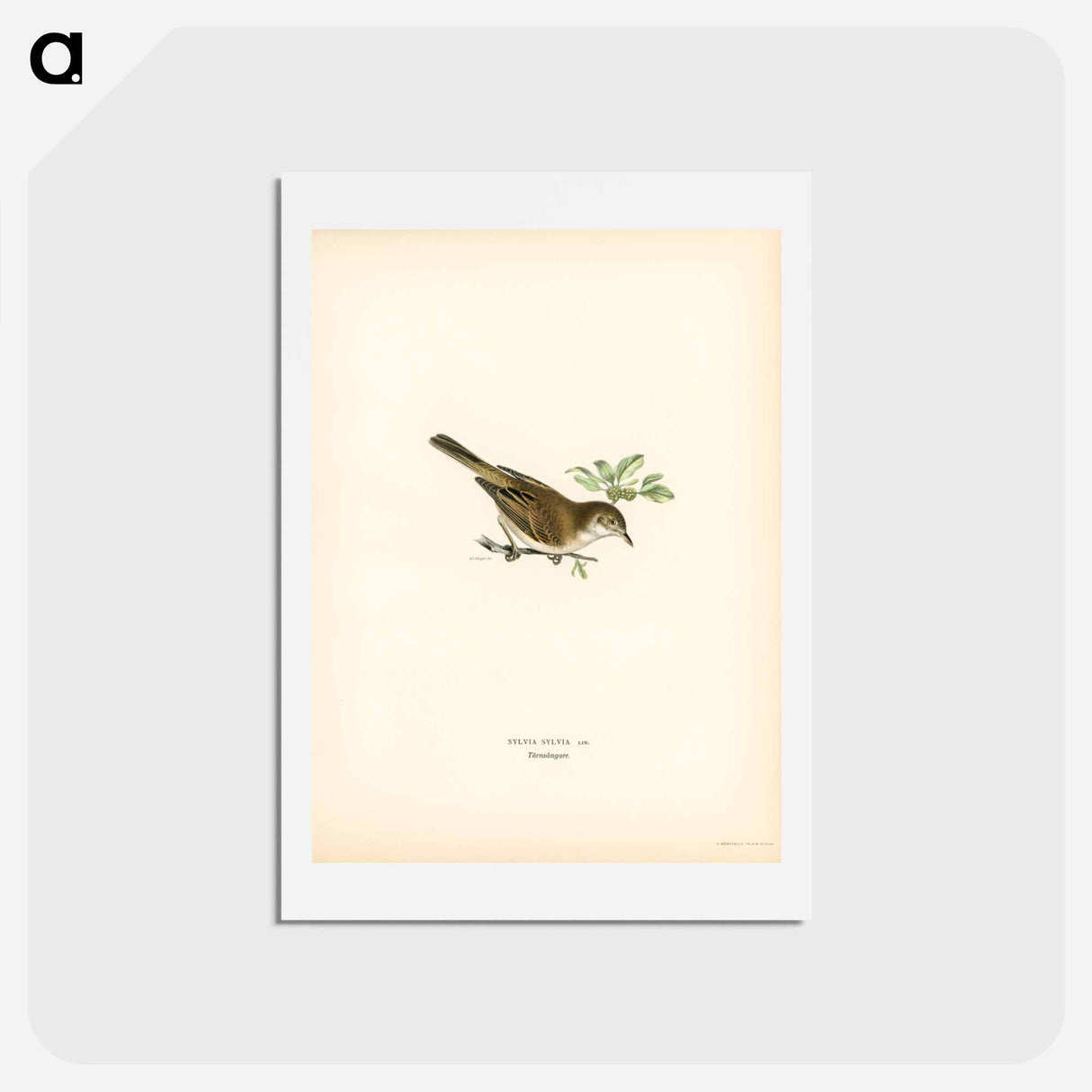 アートポストカード-Common Whitethroat
- スヴェンスカ フォグラル Postcard.