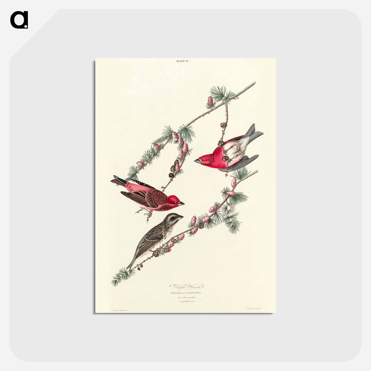 アートポストカード-Purple Finch from Birds of America
- アメリカの鳥たち Postcard.