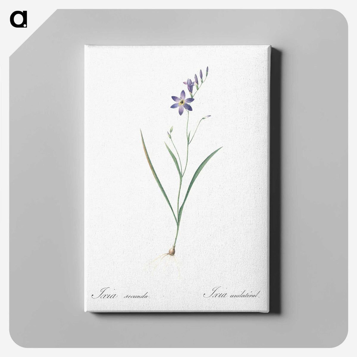 2-14_The-Lilies_canvas