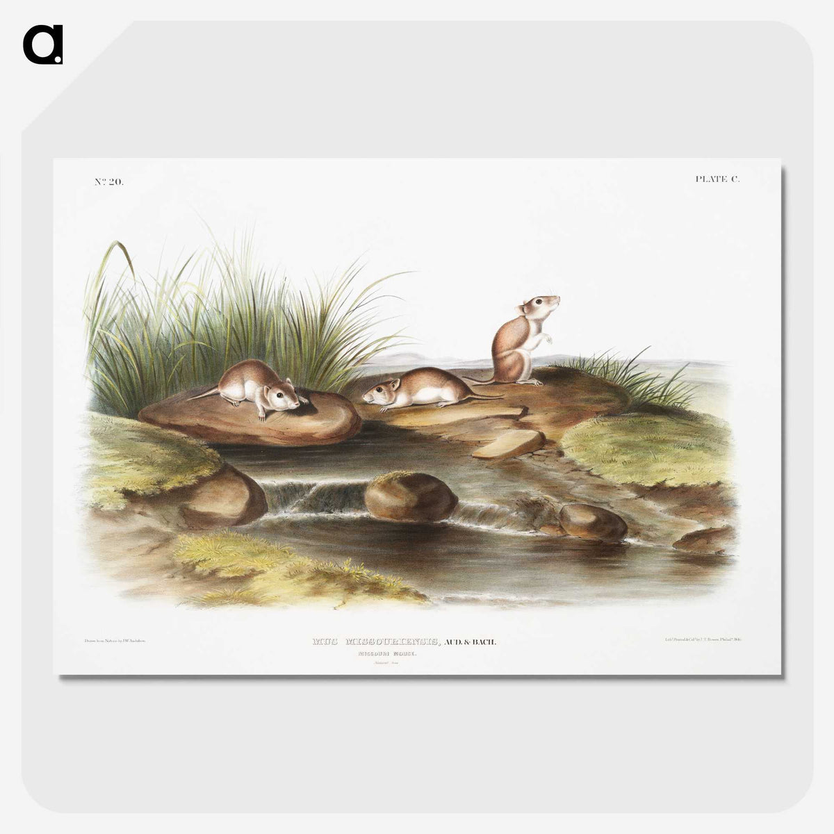 2-14_The-Viviparous-Quadrupeds_picture-crop