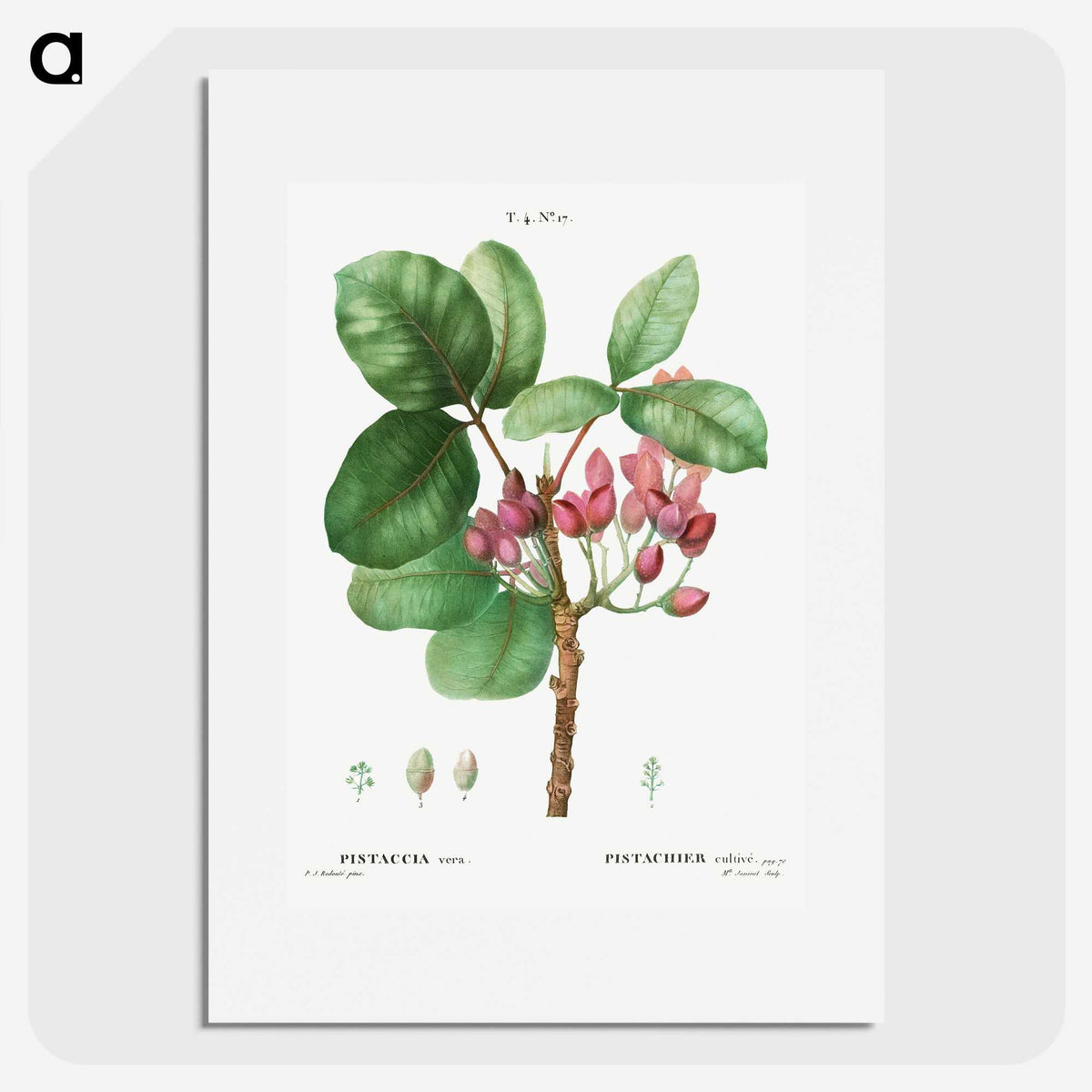 2-14_Treatise-on-Trees-and-Shrubs_picture