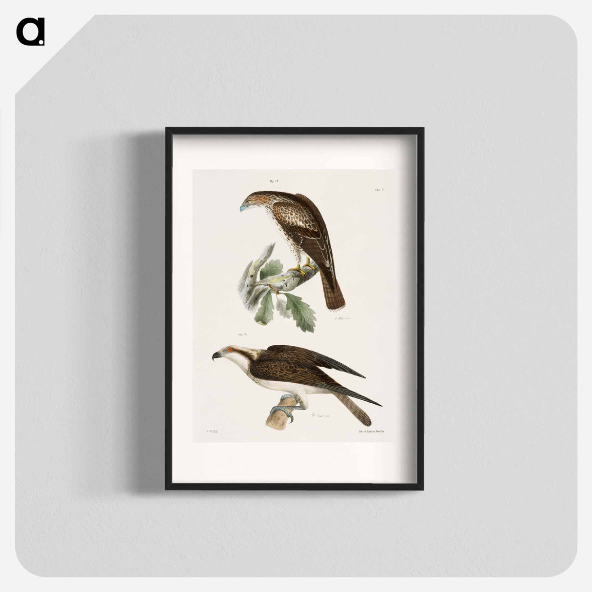 The Red-tailed Buzzard - ニューヨークの動物学 Poster.