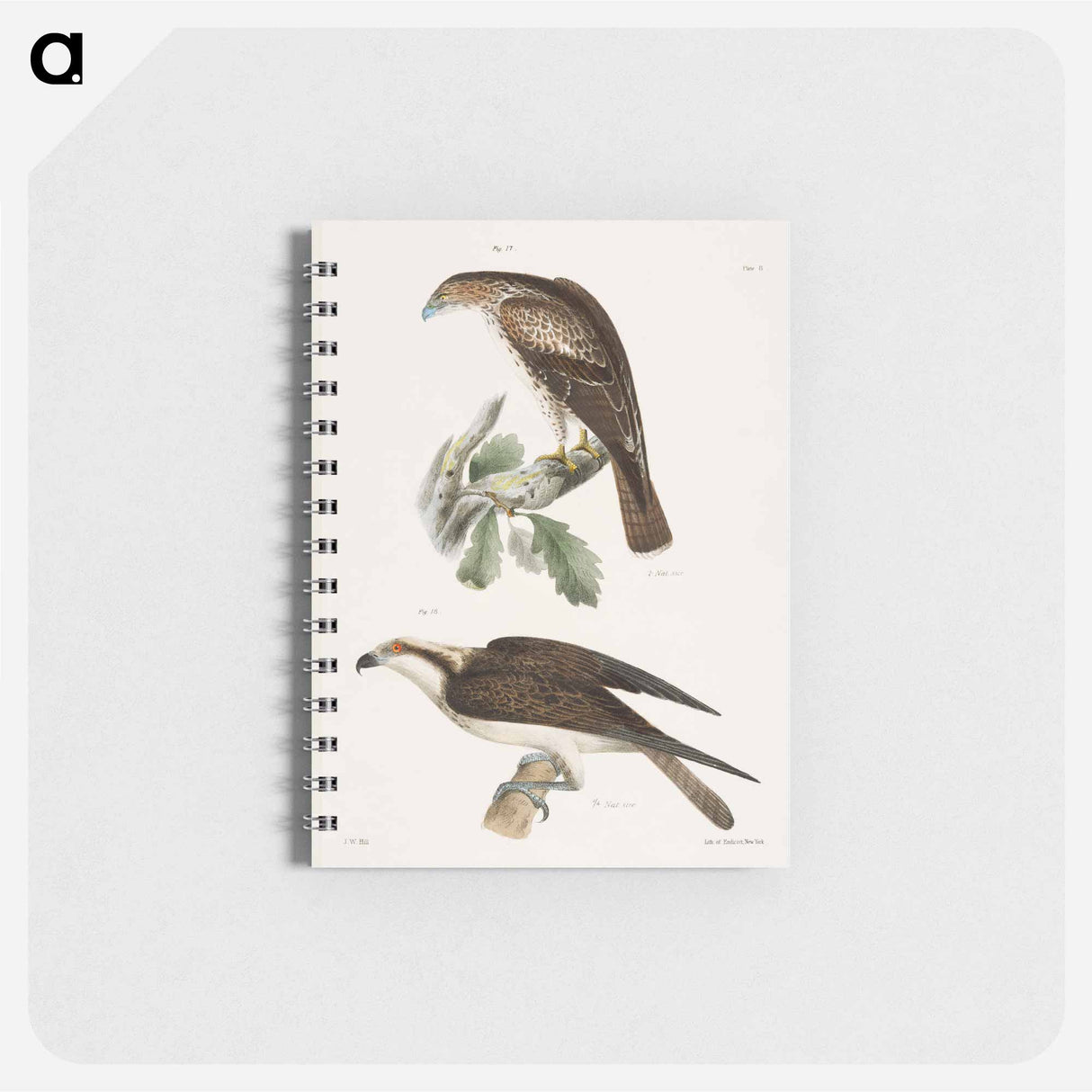 The Red-tailed Buzzard - ニューヨークの動物学 Memo.