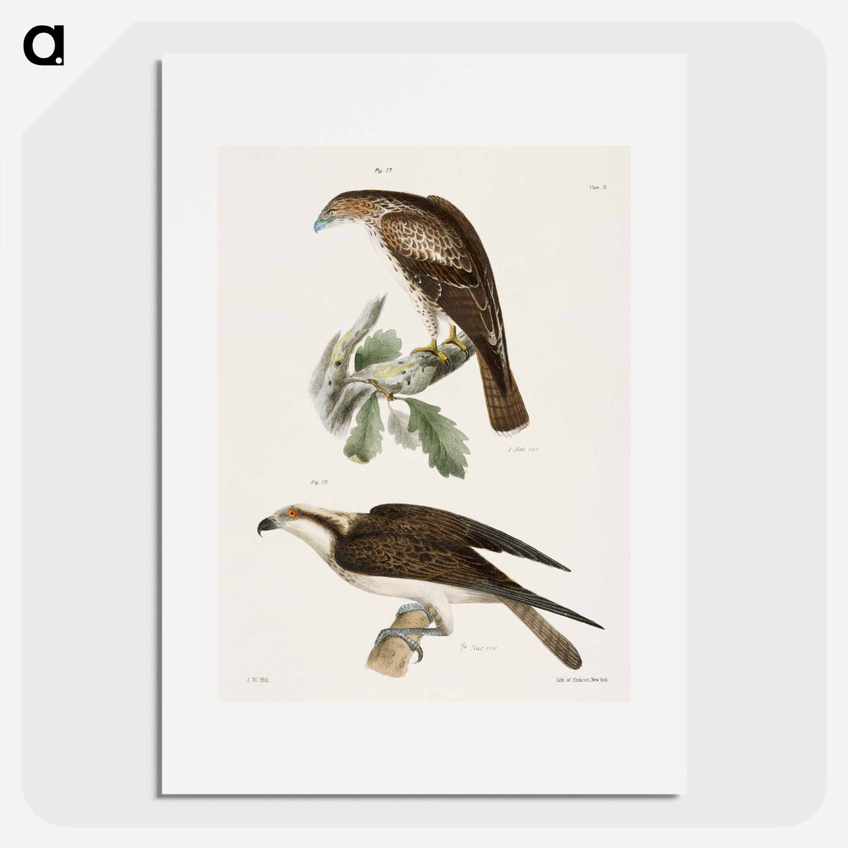 The Red-tailed Buzzard - ニューヨークの動物学 Poster.