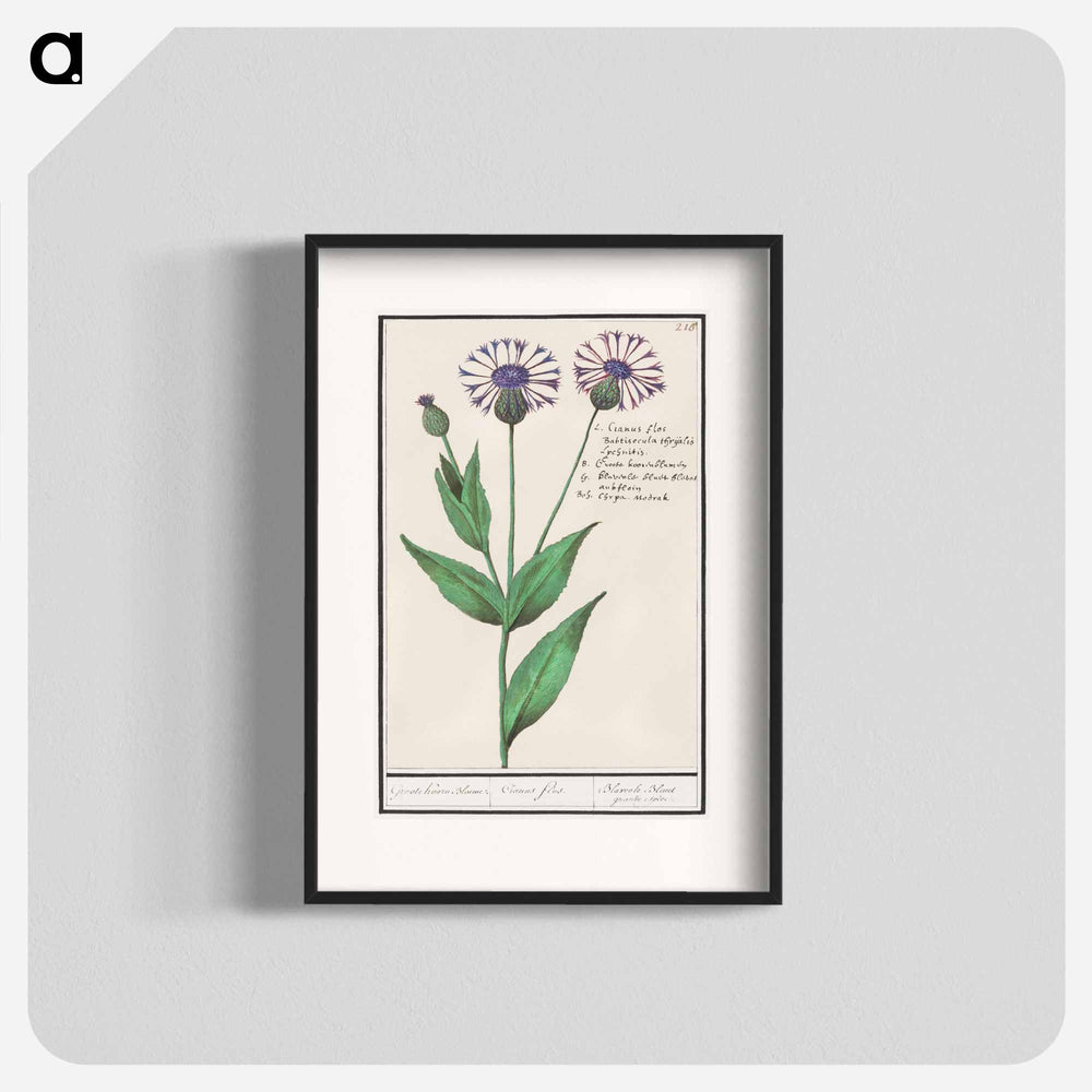 Large centaury, Centaurea scabiosa - アンセルムス ボエティウス デ ブート Poster.