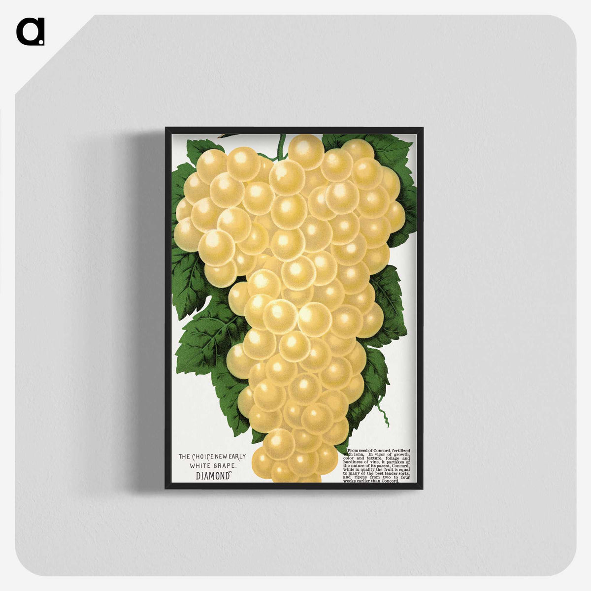 2-15_Botanical-Specimen-Plates_blk-crop