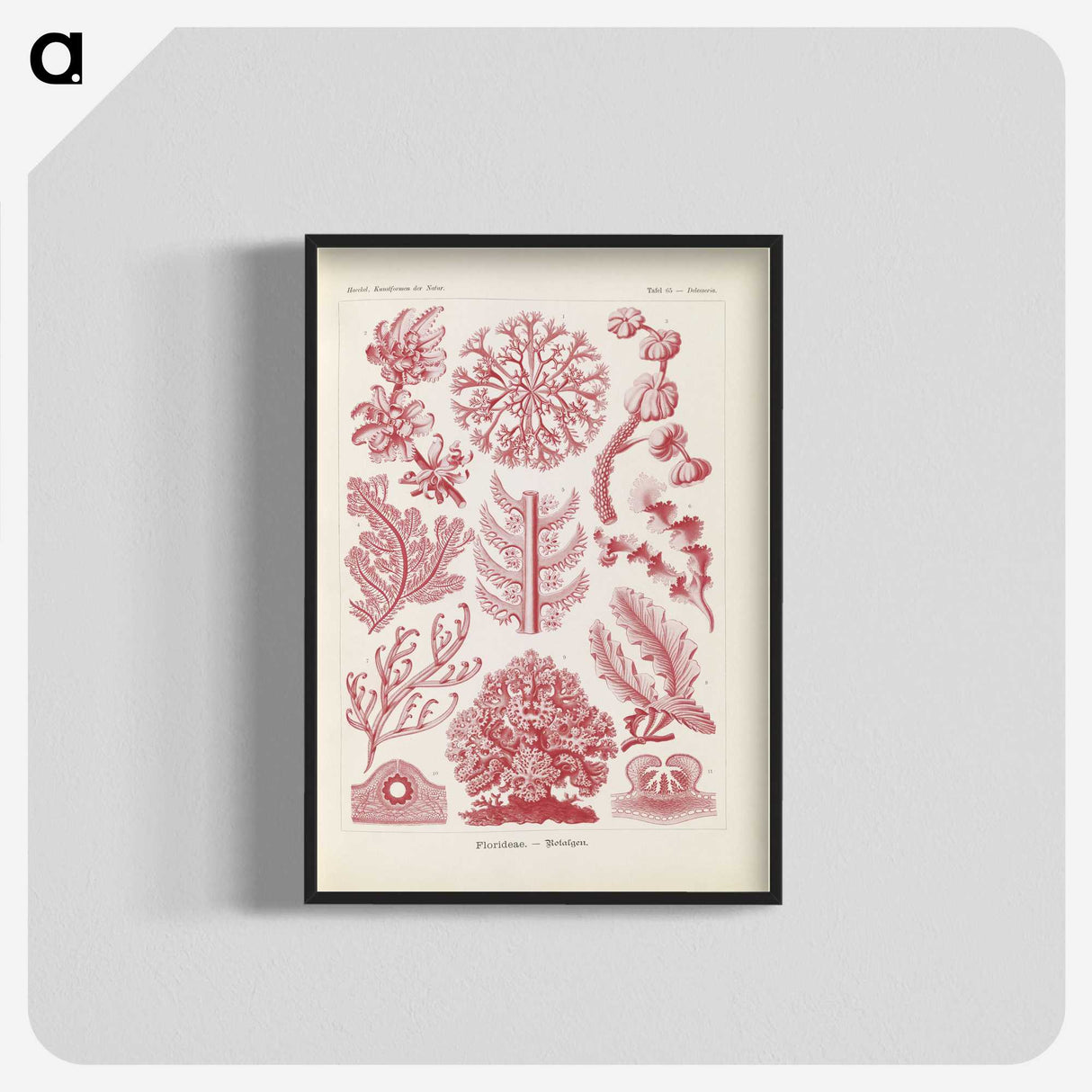 2-15_Ernst-Haeckel_blk-crop