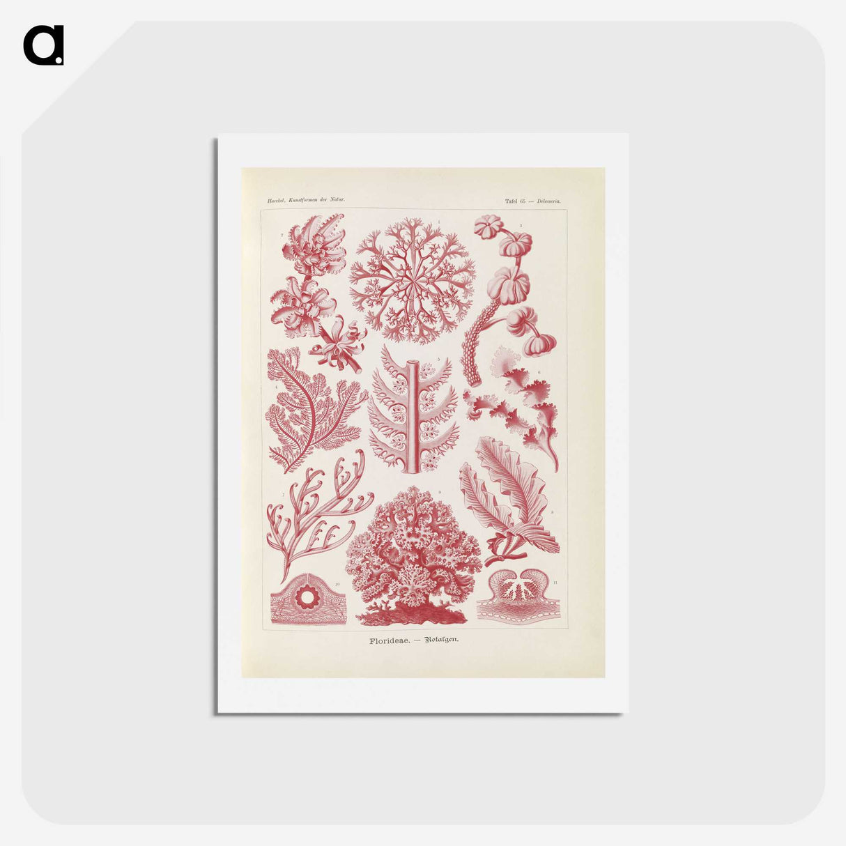 2-15_Ernst-Haeckel_hagaki