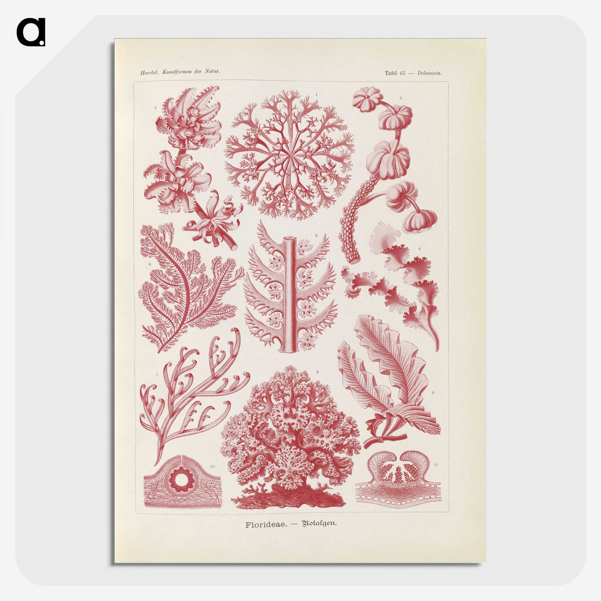 2-15_Ernst-Haeckel_picture-crop