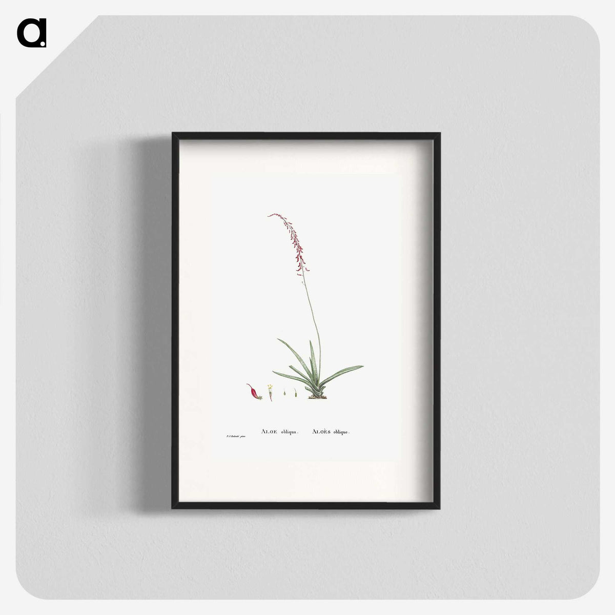 2-15_Histoire-des-Plantes-Grasses_blk