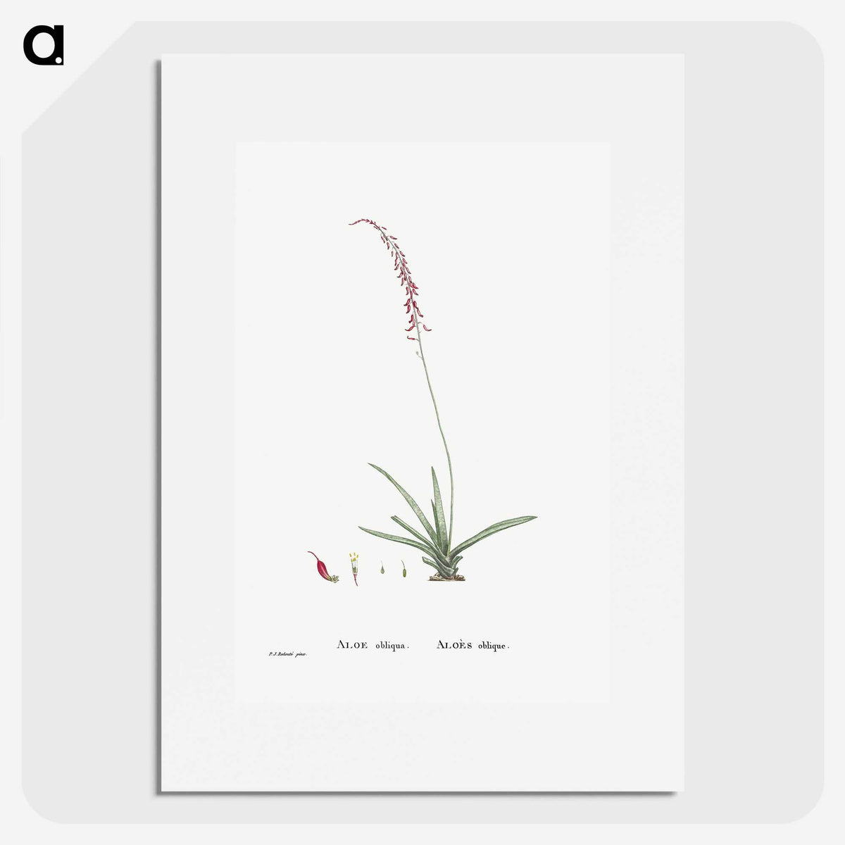 2-15_Histoire-des-Plantes-Grasses_picture