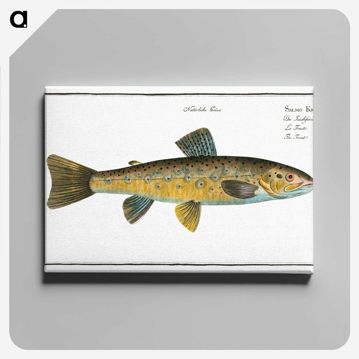 2-15_Ichtyologie-ou-Histoire-naturelle_canvas