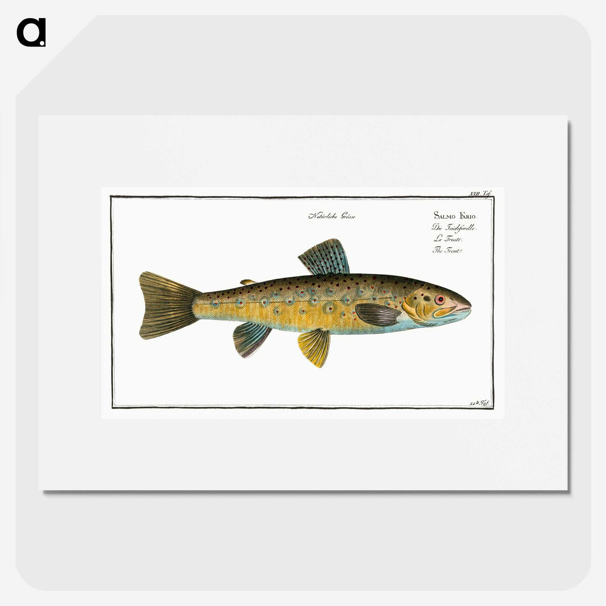 2-15_Ichtyologie-ou-Histoire-naturelle_picture