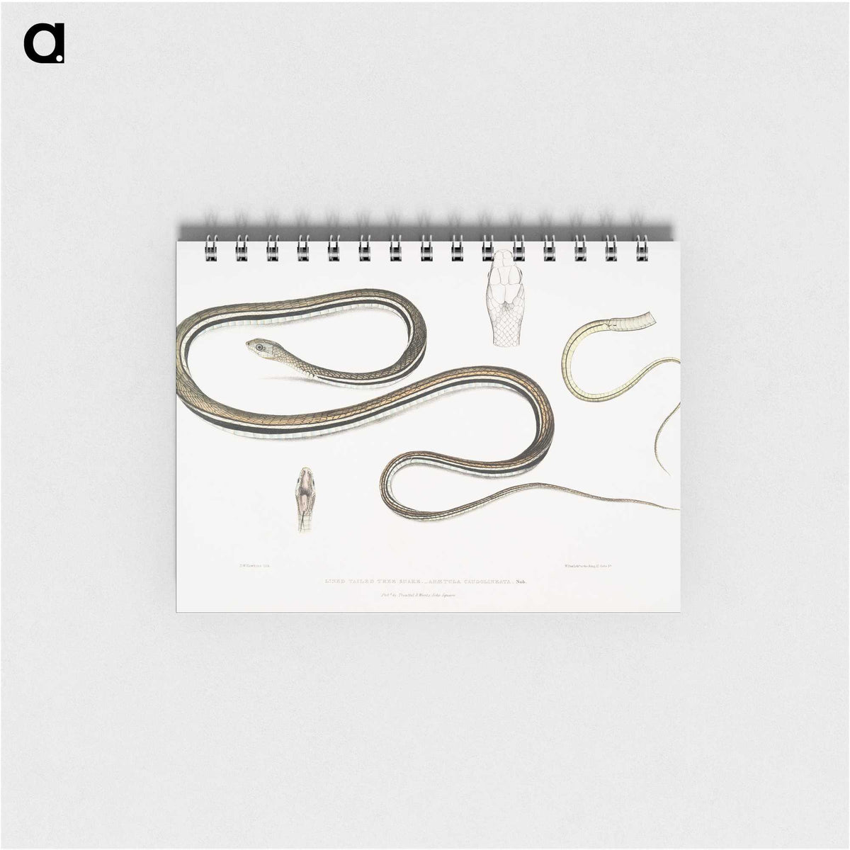 2-15_Indian-Zoology_memo
