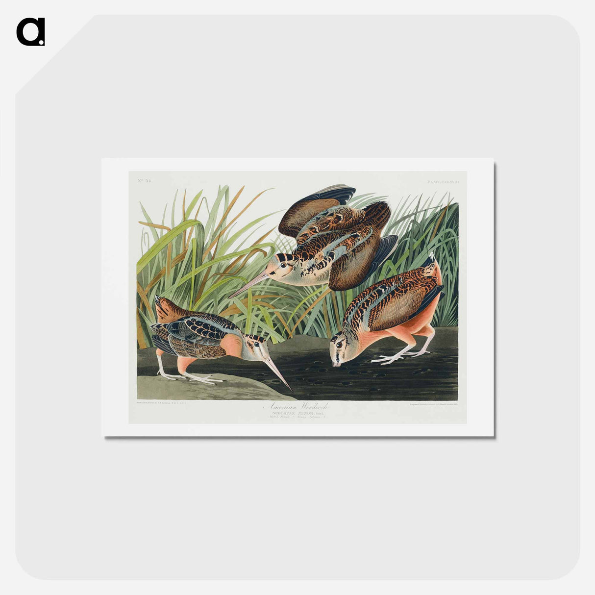 アートポストカード-American Woodcock
- ジョン ジェームス オーデュボン Postcard.