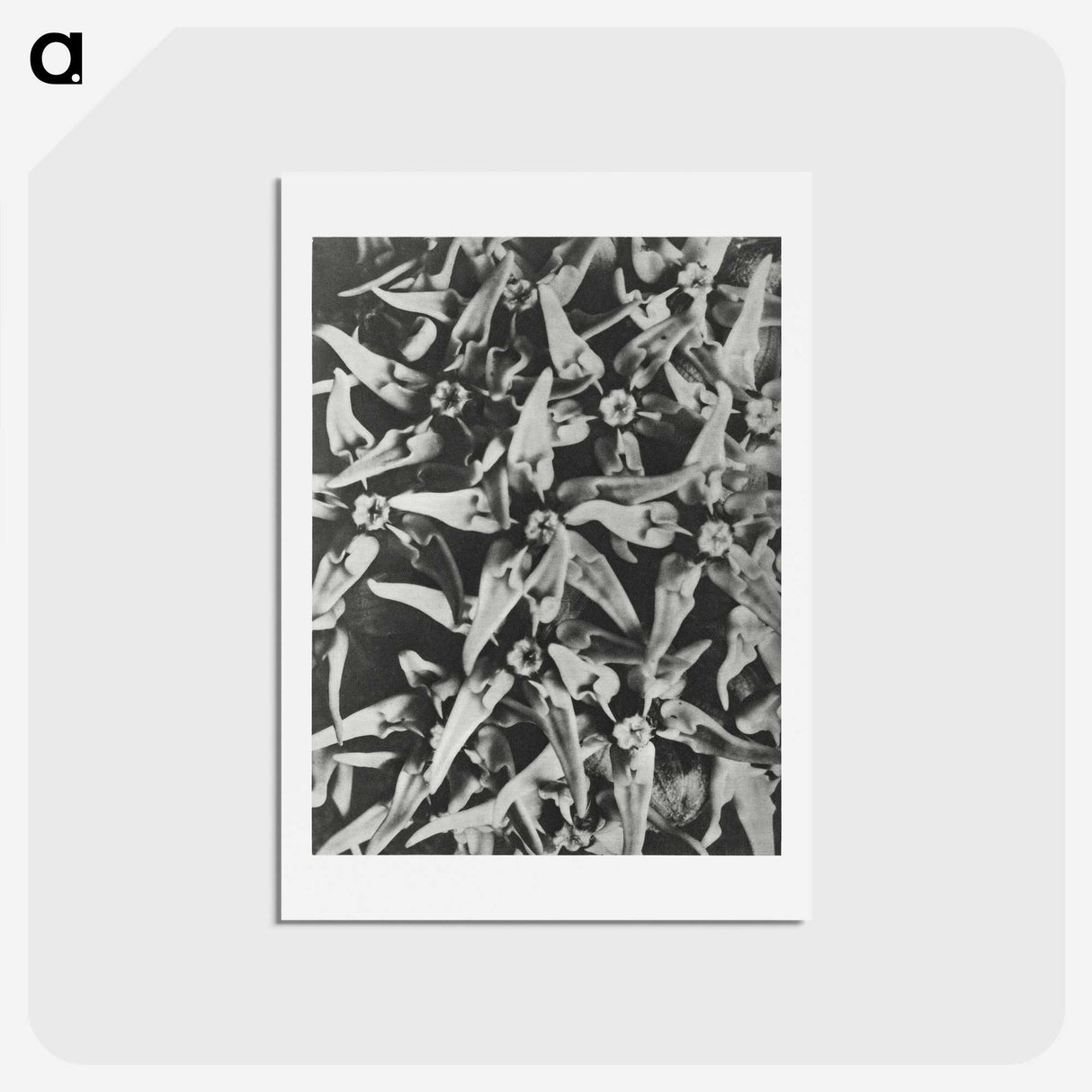 2-15_Karl-Blossfeldt_hagaki