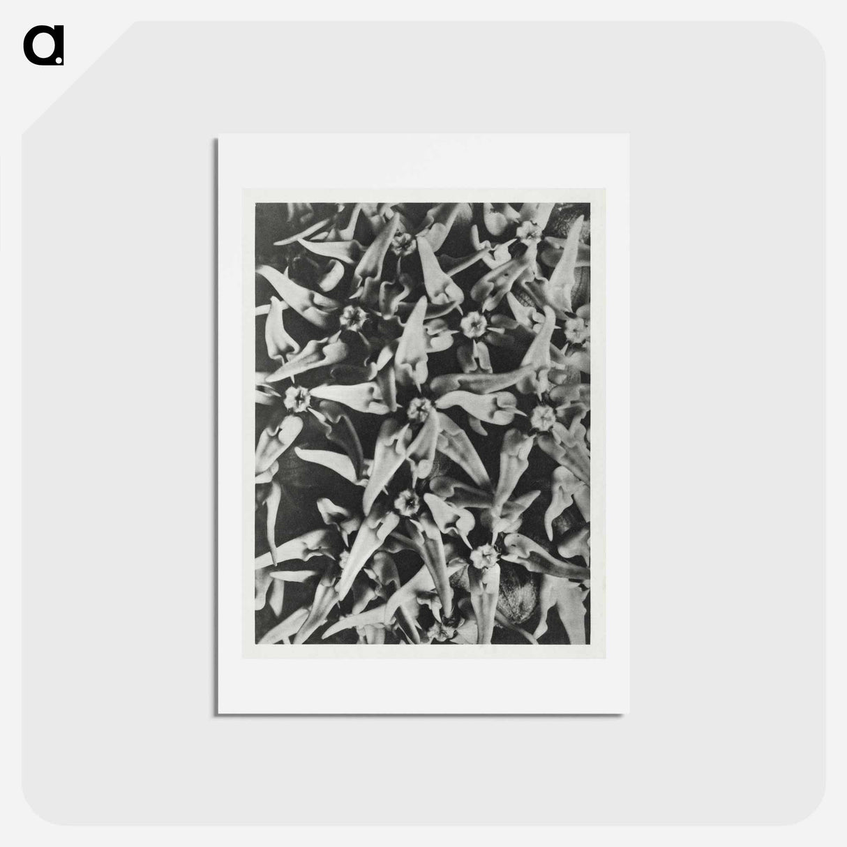 アートポストカード-Asclepias speciosa - カール ブロスフェルト Postcard.