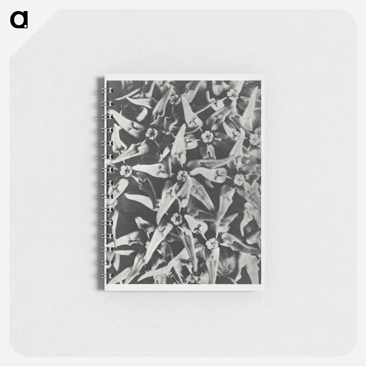 Asclepias speciosa - カール ブロスフェルト Memo.