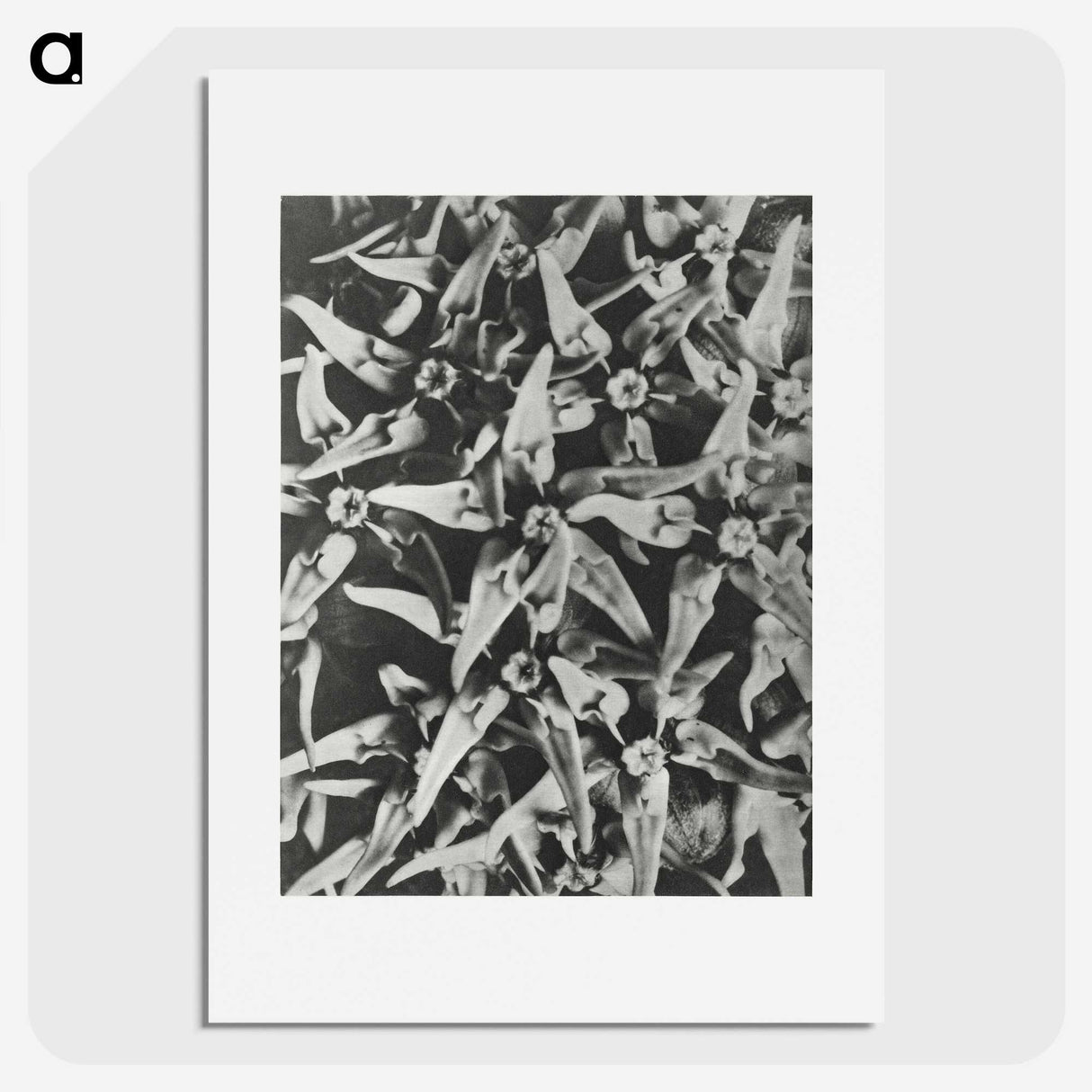 2-15_Karl-Blossfeldt_picture