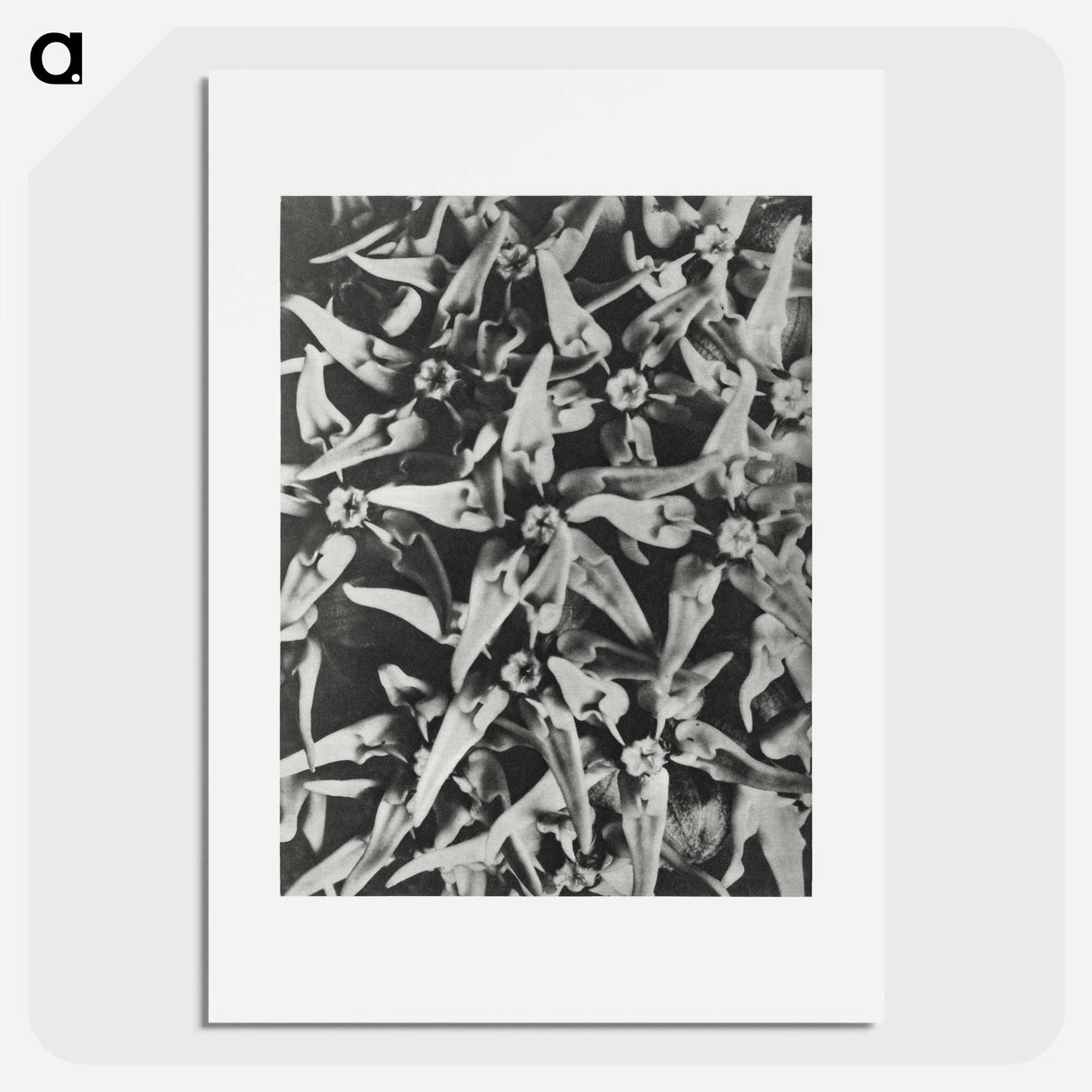 アートポスター-Asclepias speciosa - カール ブロスフェルト Poster.