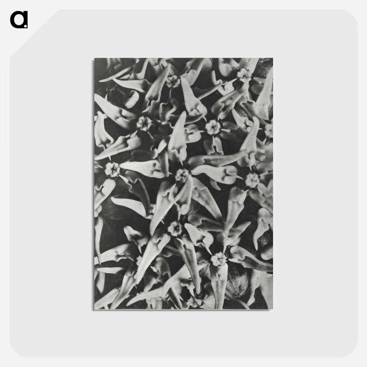 2-15_Karl-Blossfeldt_postcard