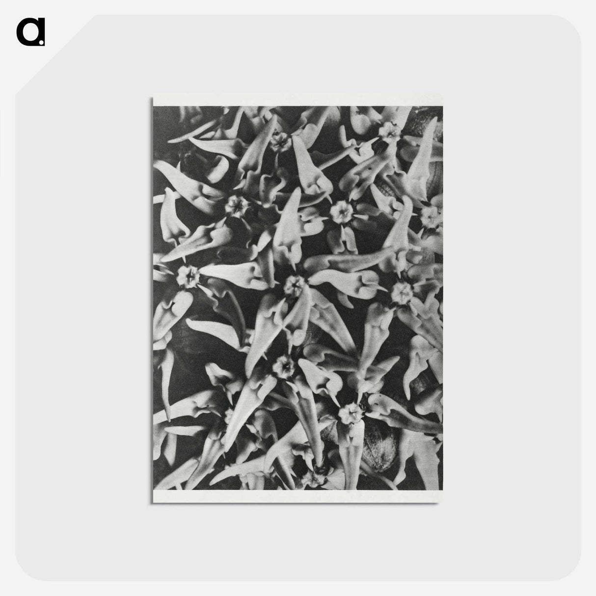 アートポストカード-Asclepias speciosa - カール ブロスフェルト Postcard.