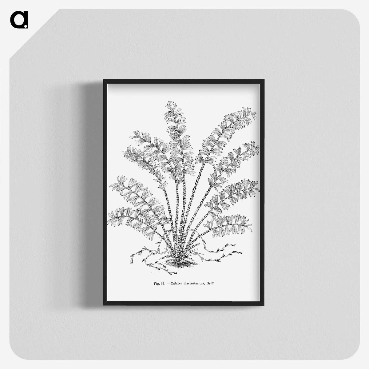 2-15_Les-Palmiers-Histoire-Iconographique_blk-crop