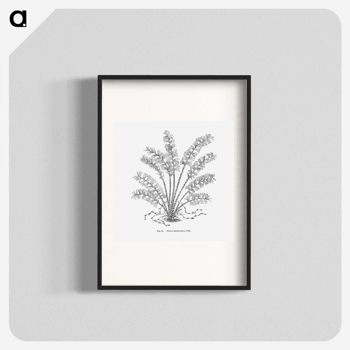 2-15_Les-Palmiers-Histoire-Iconographique_blk