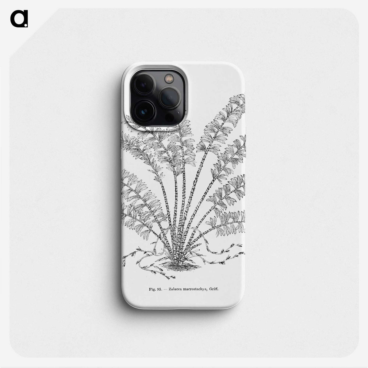 2-15_Les-Palmiers-Histoire-Iconographique_phone
