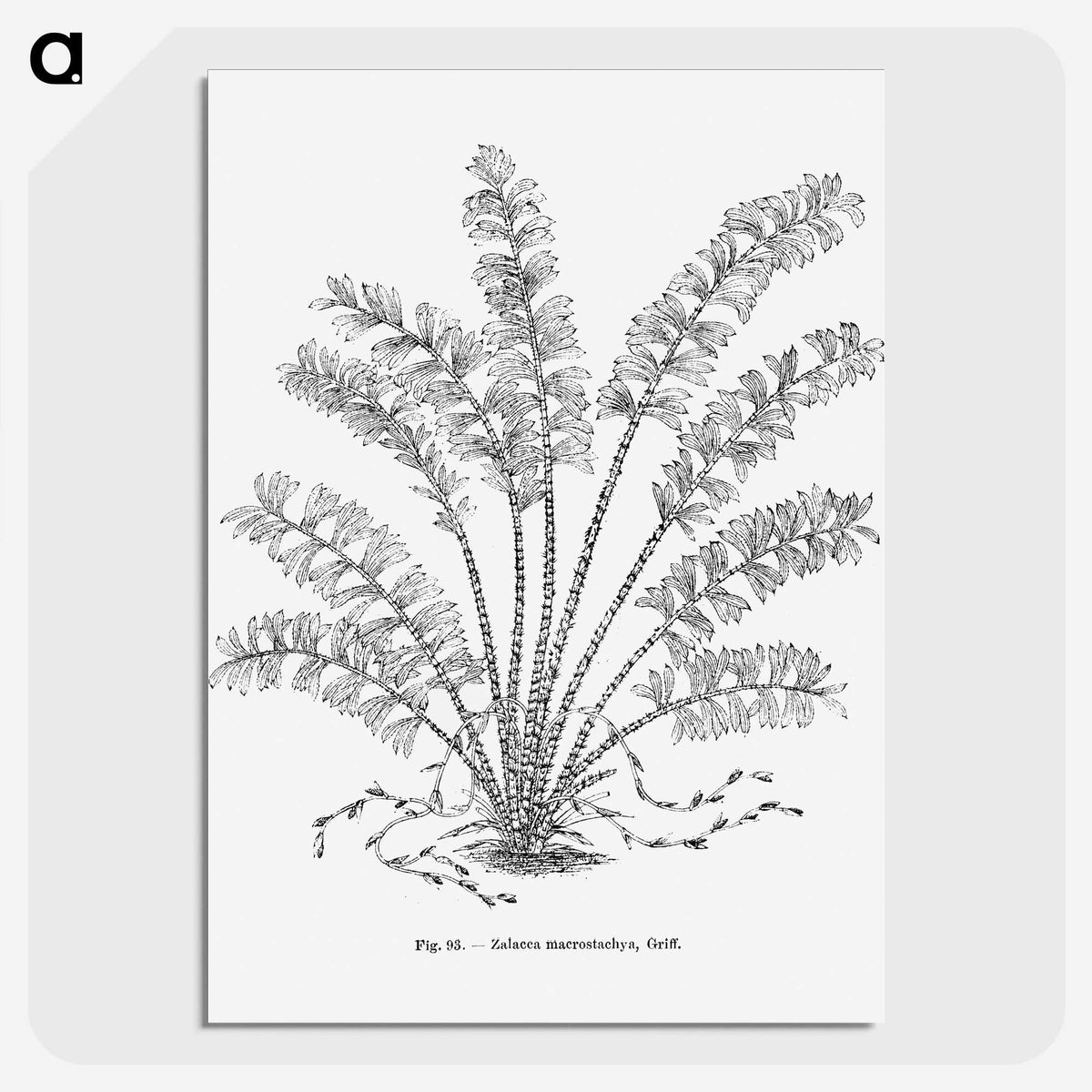 2-15_Les-Palmiers-Histoire-Iconographique_picture-crop