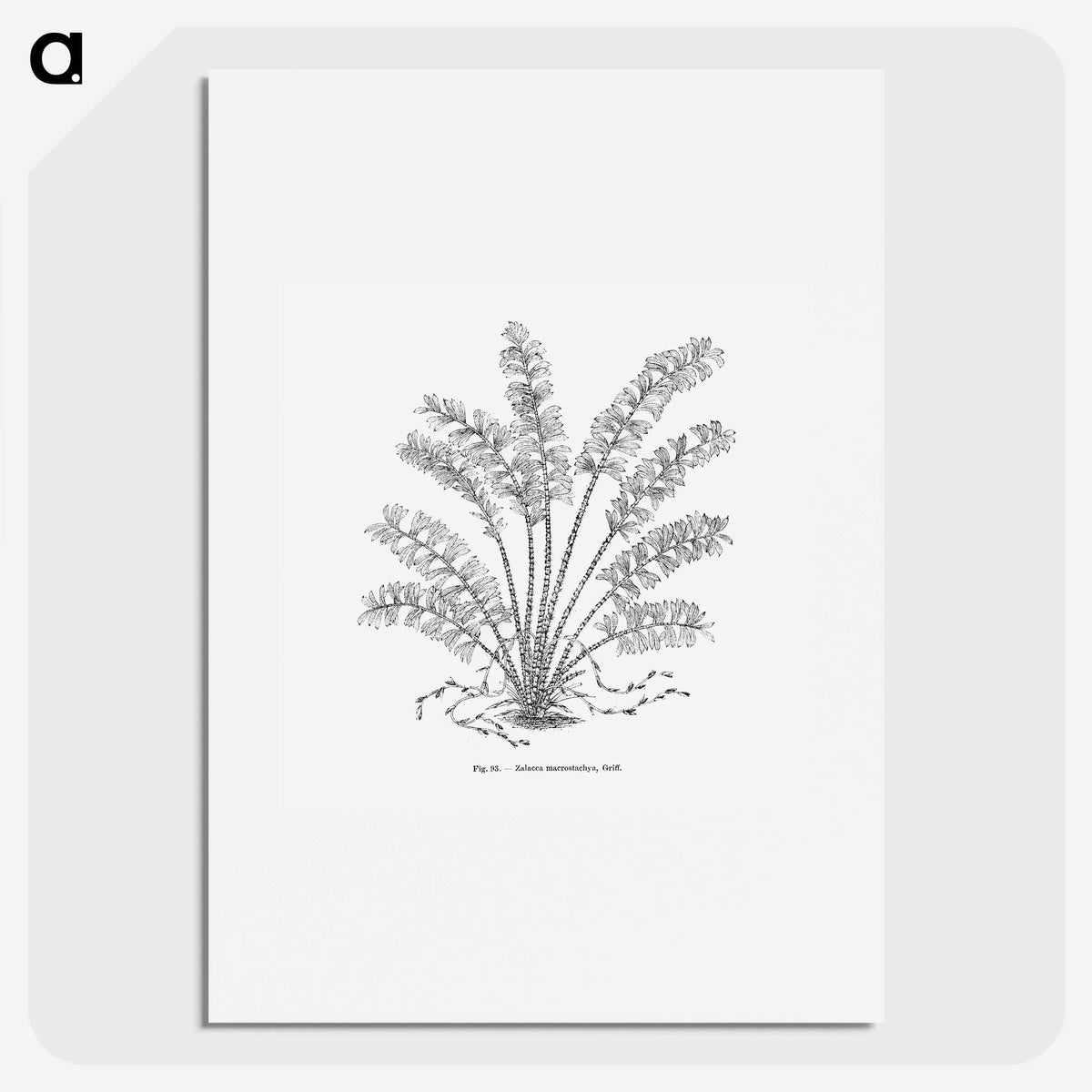 2-15_Les-Palmiers-Histoire-Iconographique_picture