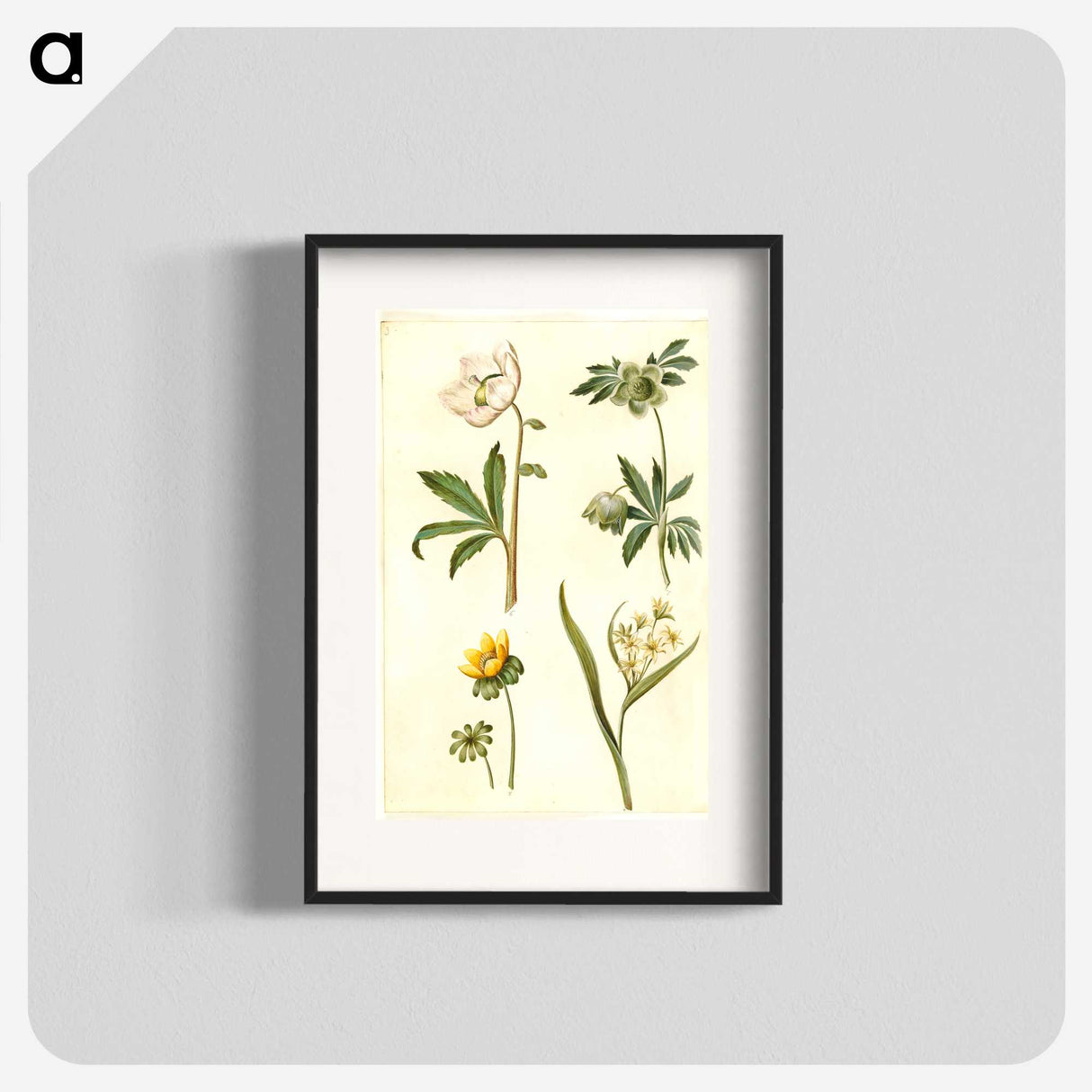 2-15_Maria-Sibylla-Merian_blk