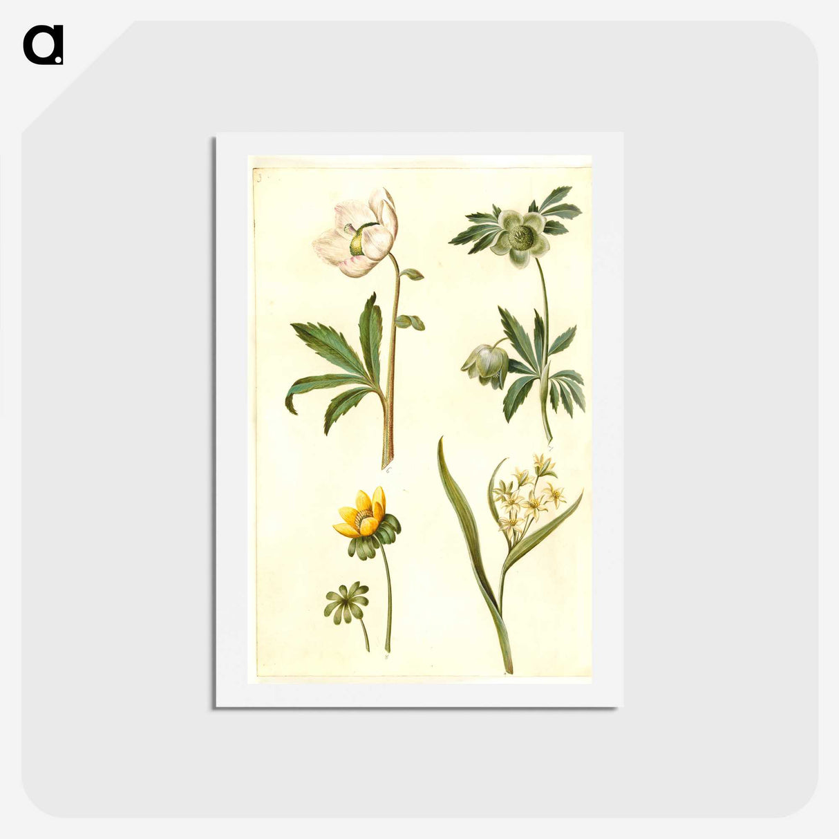 2-15_Maria-Sibylla-Merian_hagaki