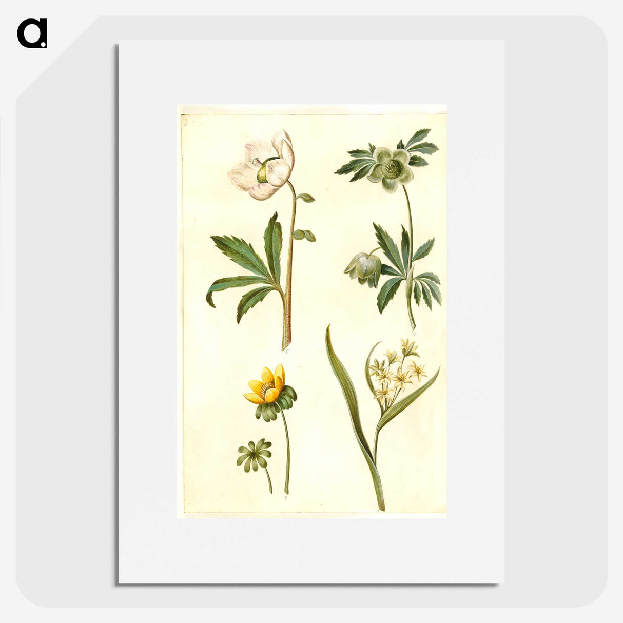2-15_Maria-Sibylla-Merian_picture