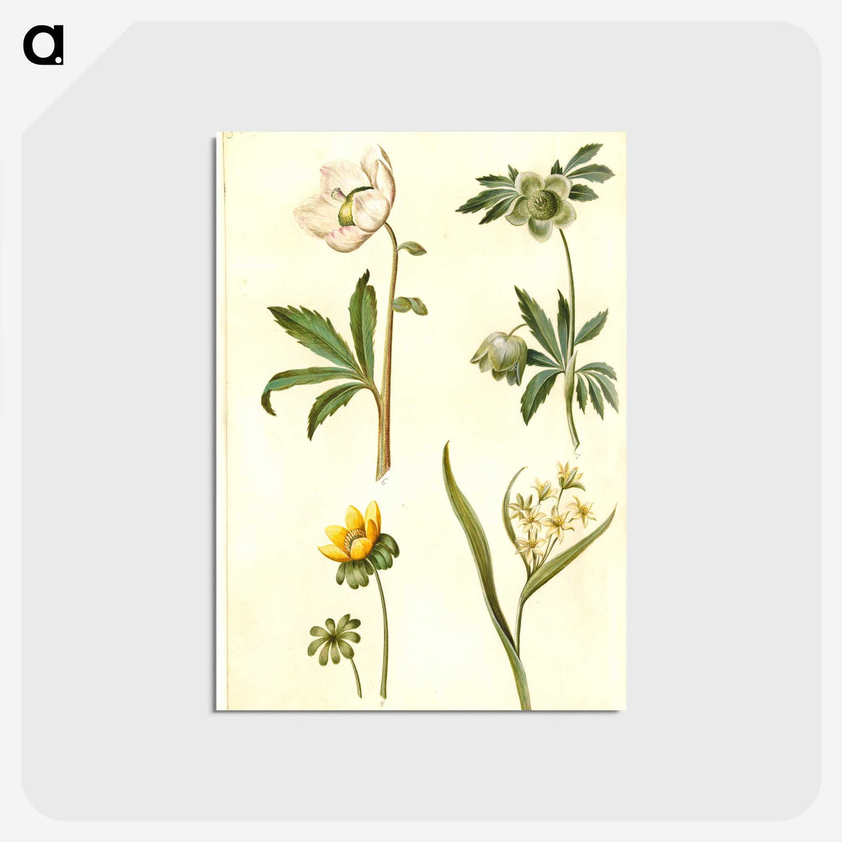 2-15_Maria-Sibylla-Merian_postcard