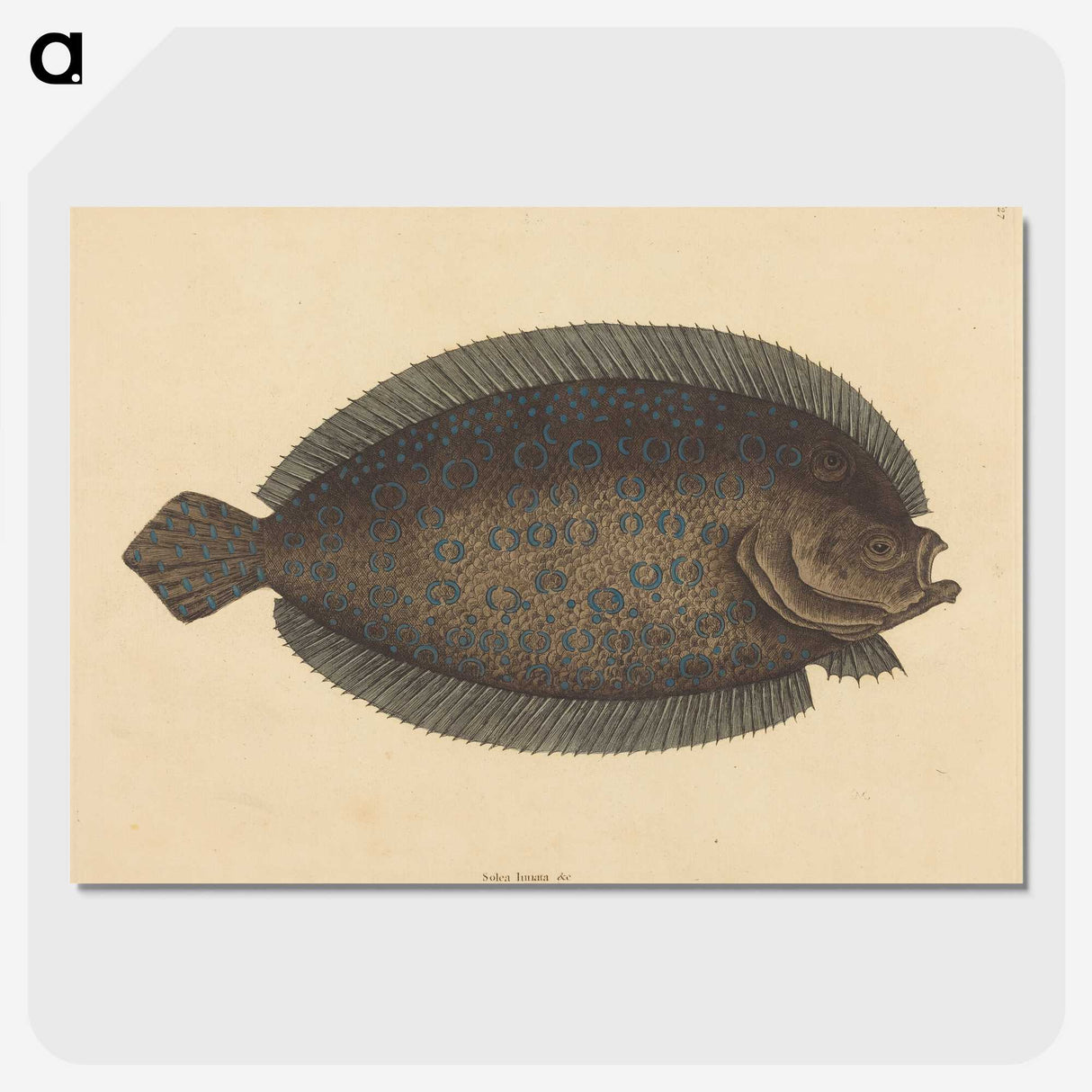 2-15_Mark-Catesby_picture-crop