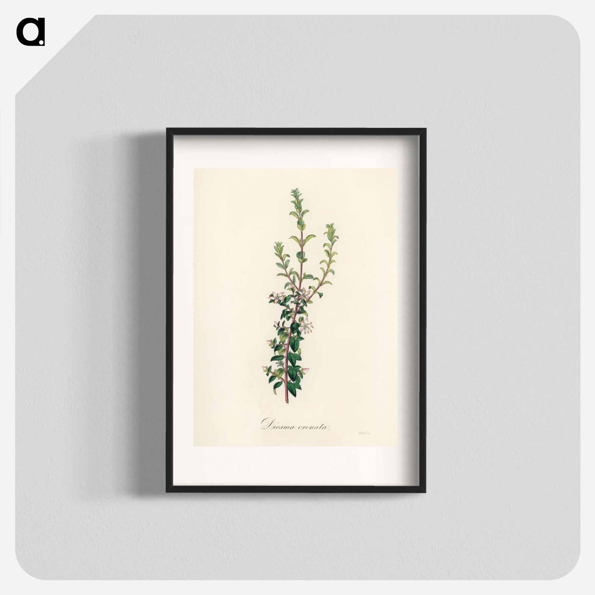 アートポスター-Diosma crenata
- 薬用植物学 Poster.