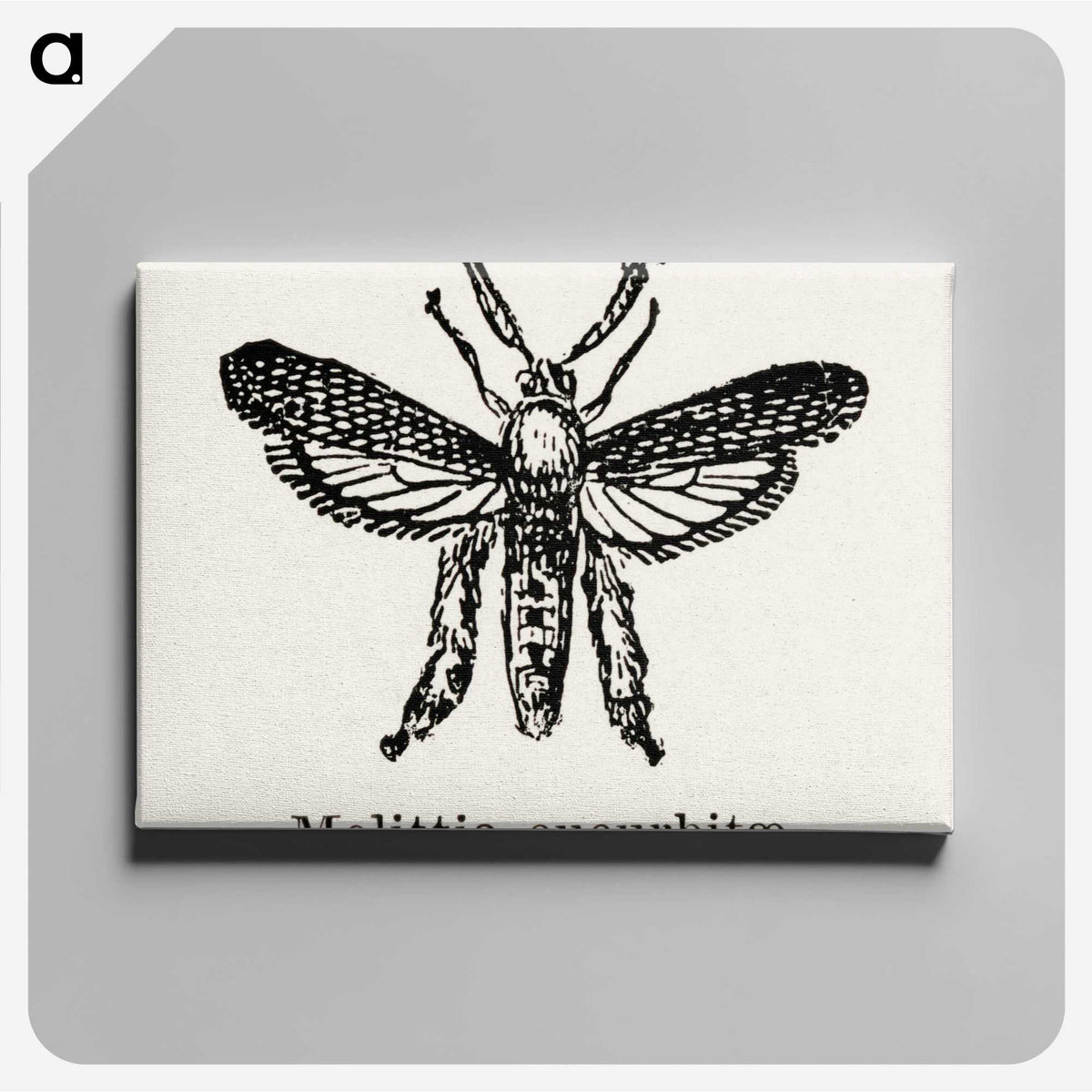 2-15_Moths-and-Butterflies-of-the-United-States_canvas