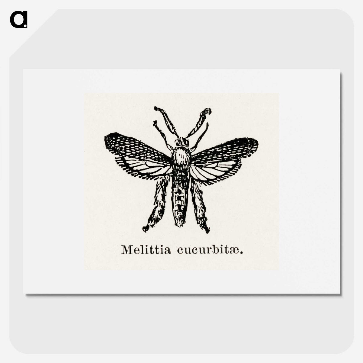 2-15_Moths-and-Butterflies-of-the-United-States_picture