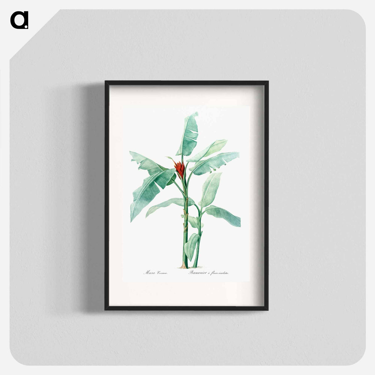 Scarlet banana illustration - Pierre Joseph Redouté Poster.