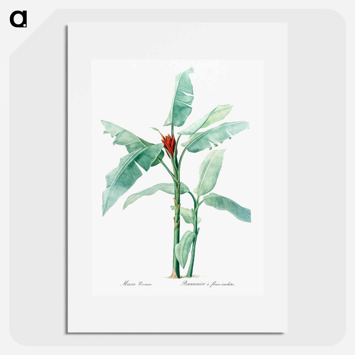 Scarlet banana illustration - Pierre Joseph Redouté Poster.