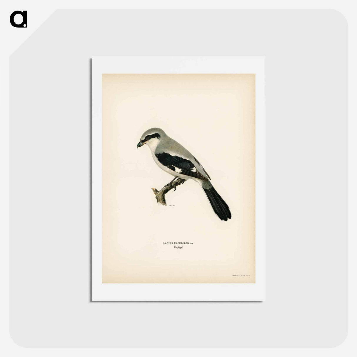 アートポストカード-Great Grey Shrike
- スヴェンスカ フォグラル Postcard.