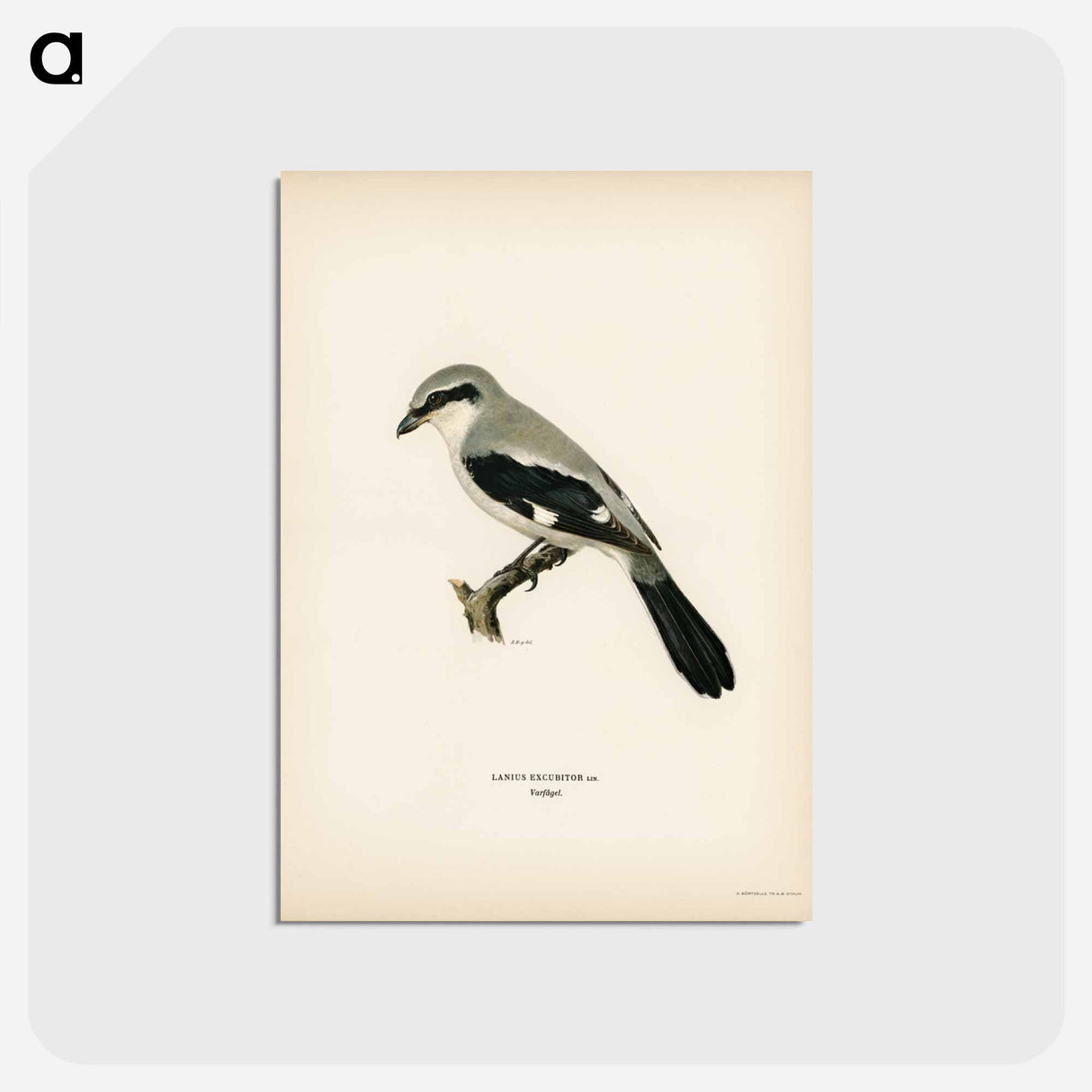 アートポストカード-Great Grey Shrike
- スヴェンスカ フォグラル Postcard.