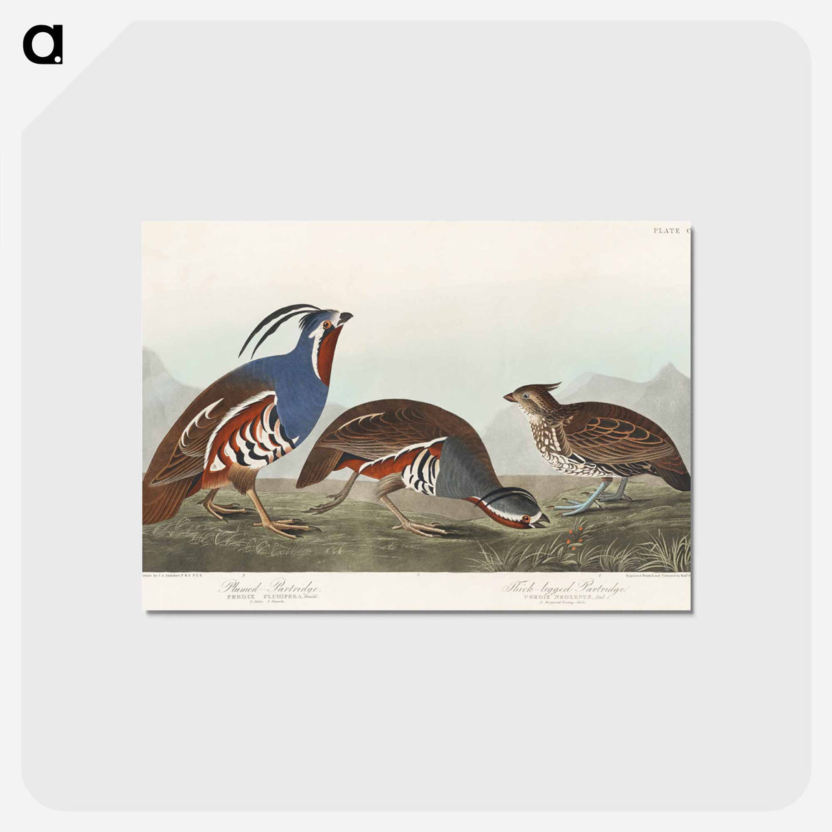 アートポストカード-Plumed Partridge and Thick-legged Partridge from Birds of America
- アメリカの鳥たち Postcard.